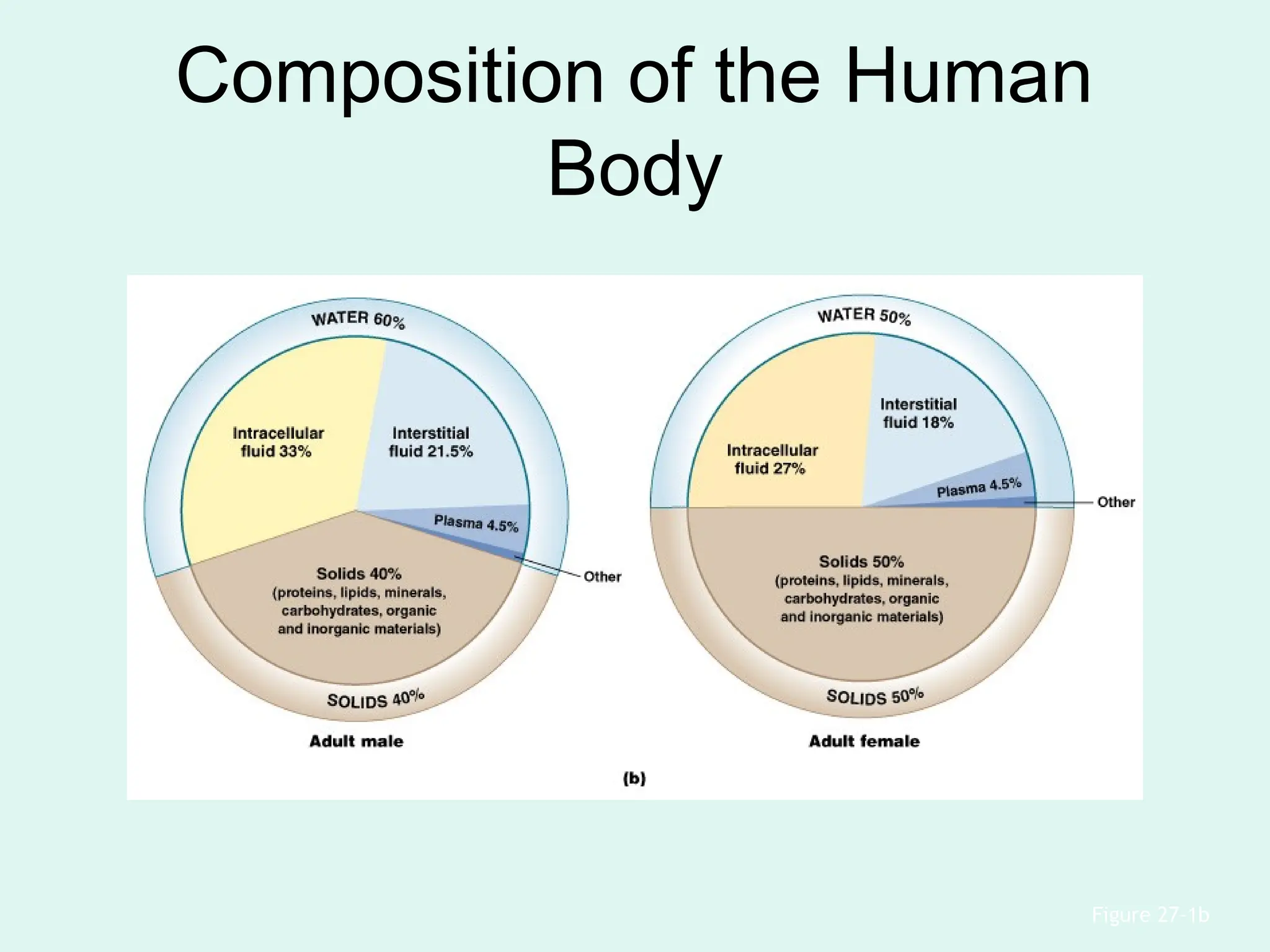 Composition of the Human
Body
Figure 27–1b
 