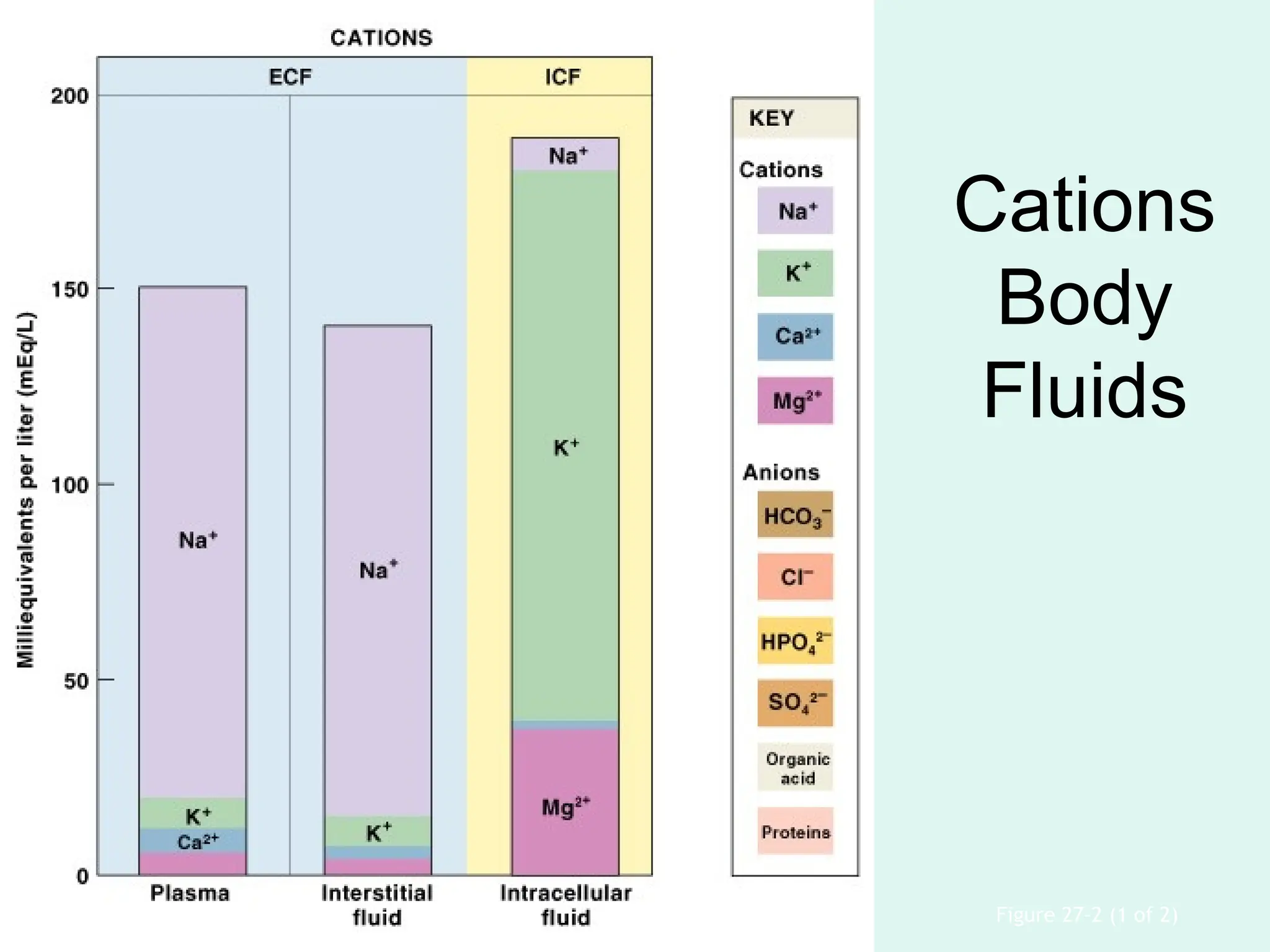 Cations
Body
Fluids
Figure 27–2 (1 of 2)
 