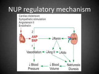 NUP regulatory mechanism