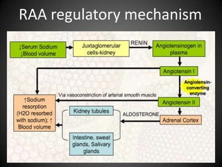 RAA regulatory mechanism