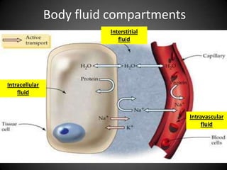 Body fluid compartmentsInterstitialfluidsIntracellular fluidIntravascularfluid
