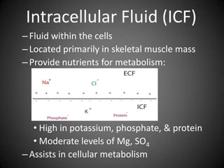 Intracellular Fluid (ICF)Fluid within the cellsLocated primarily in skeletal muscle massProvide nutrients for metabolism:High in potassium, phosphate, & proteinModerate levels of Mg, SO4Assists in cellular metabolism 