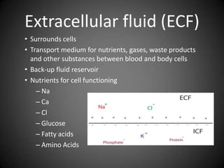 Extracellular fluid (ECF)Surrounds cells Transport medium for nutrients, gases, waste products and other substances between blood and body cellsBack-up fluid reservoir	Nutrients for cell functioningNaCaClGlucoseFatty acidsAmino Acids