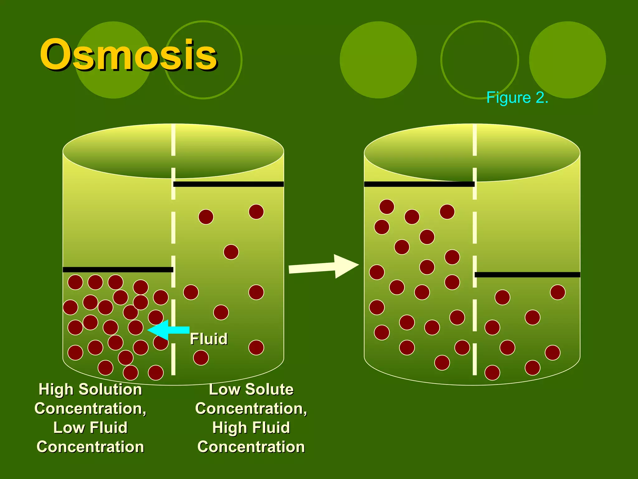 Osmosis Figure 2. Fluid High Solution Concentration, Low Fluid Concentration Low Solute Concentration, High Fluid Concentration 