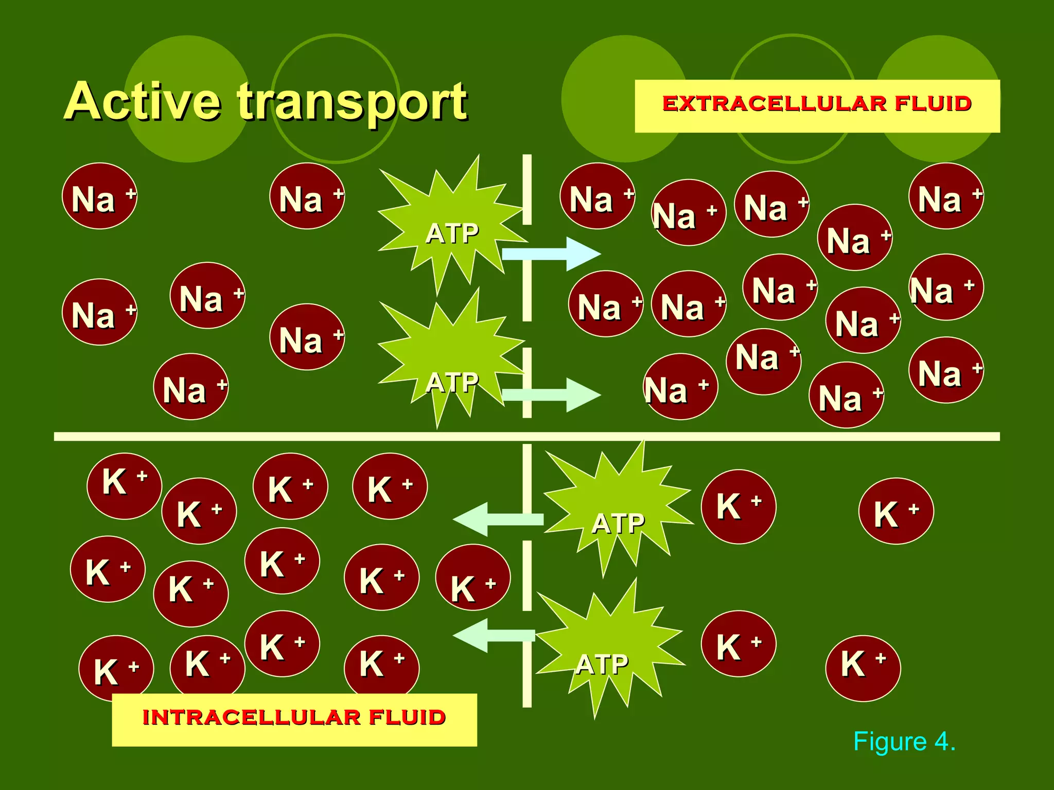 Active transport K  + K  + K  + K  + K  + K  + K  + K  + K  + K  + K  + K  + K  + K  + K  + K  + K  + ATP ATP ATP ATP Na  + Na  + Na  + Na  + Na  + Na  + Na  + Na  + Na  + Na  + Na  + Na  + Na  + Na  + Na  + Na  + Na  + Na  + Na  + Na  + Figure 4. INTRACELLULAR FLUID EXTRACELLULAR FLUID 