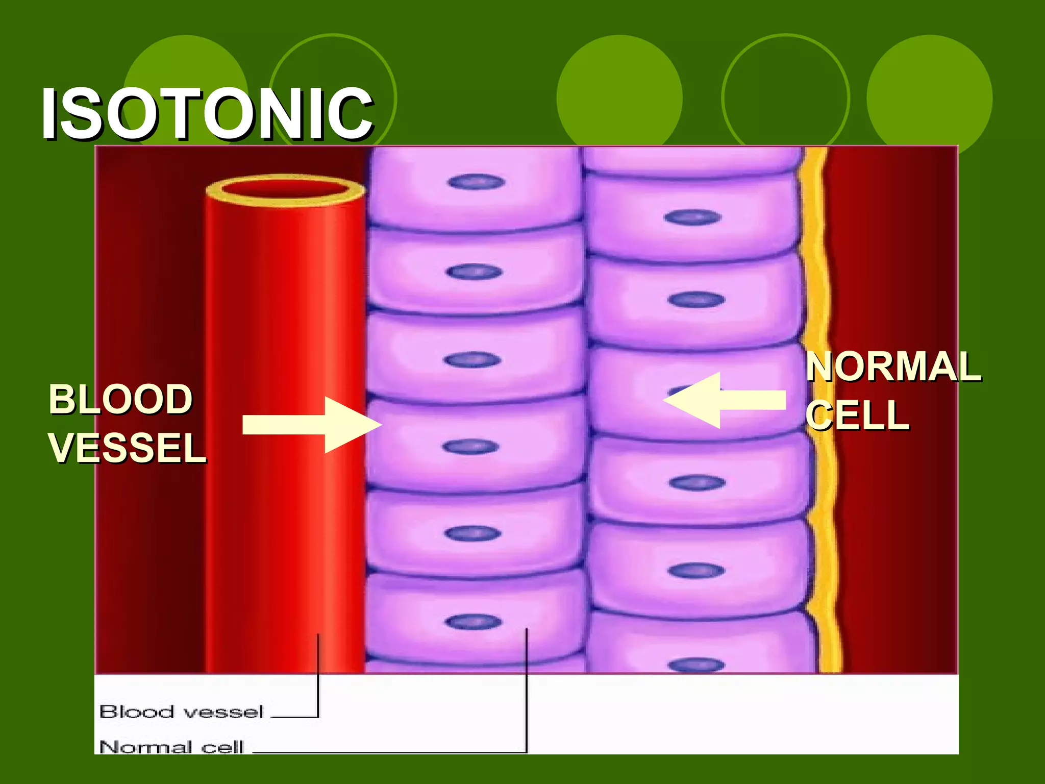 BLOOD VESSEL NORMAL CELL ISOTONIC  