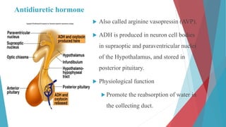 Antidiuretic hormone
 Also called arginine vasopressin (AVP).
 ADH is produced in neuron cell bodies
in supraoptic and paraventricular nuclei
of the Hypothalamus, and stored in
posterior pituitary.
 Physiological function
 Promote the reabsorption of water in
the collecting duct.
 