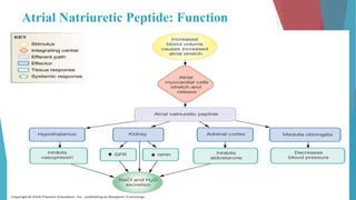 Atrial Natriuretic Peptide: Function
 