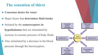 The sensation of thirst
 Conscious desire for water
 Major factor that determines fluid intake
 Initiated by the osmoreceptors in
hypothalamus that are stimulated by
increase in osmotic pressure of body fluids
 Also stimulated by a decrease in the blood
pressure through the baroreceptors.
 