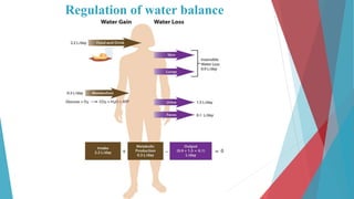 Regulation of water balance
 