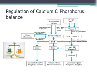 Regulation of Calcium & Phosphorus
balance
PTH
1, 25 OH
Vitamin D
BoneKidney
Calcium reabsorption
Phosphorus excretion
Calcium release
Phosphorus release
Calcium absorption
Phosphorus absorption
Parathyroid gland 25 OH Vitamin D
Vitamin D
UV Light
DietSerum ionised
calcium
Serum
Phosphorus
Intestine
 