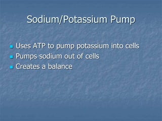 Sodium/Potassium Pump
 Uses ATP to pump potassium into cells
 Pumps sodium out of cells
 Creates a balance
 