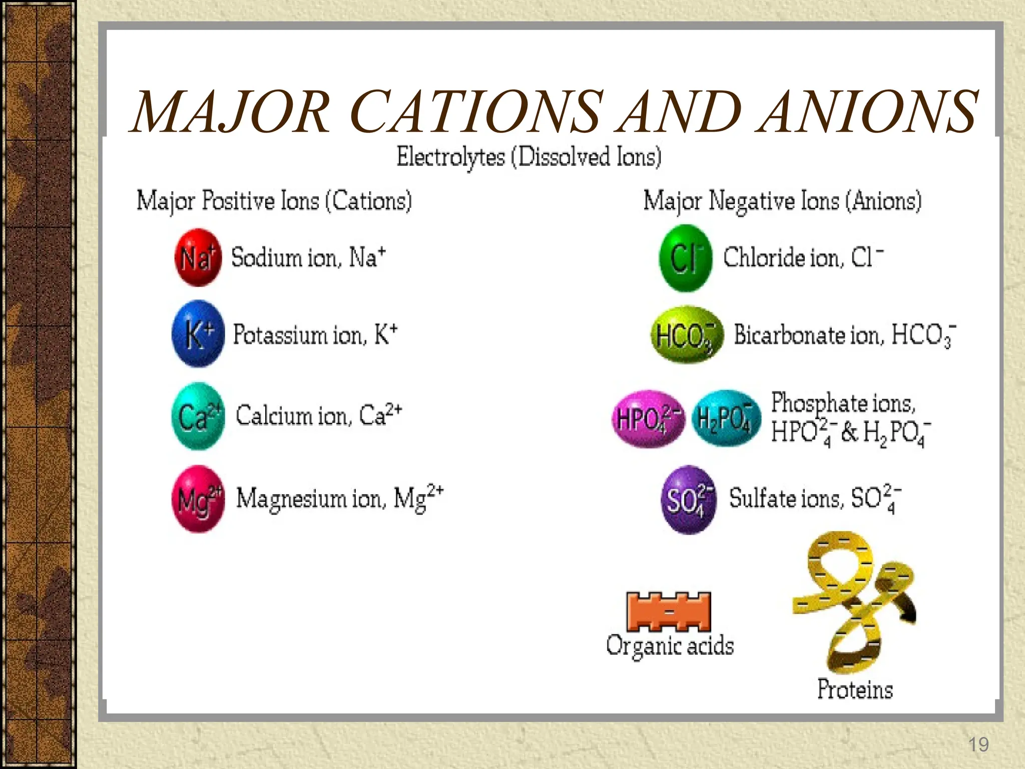 MAJOR CATIONS AND ANIONS
19
 