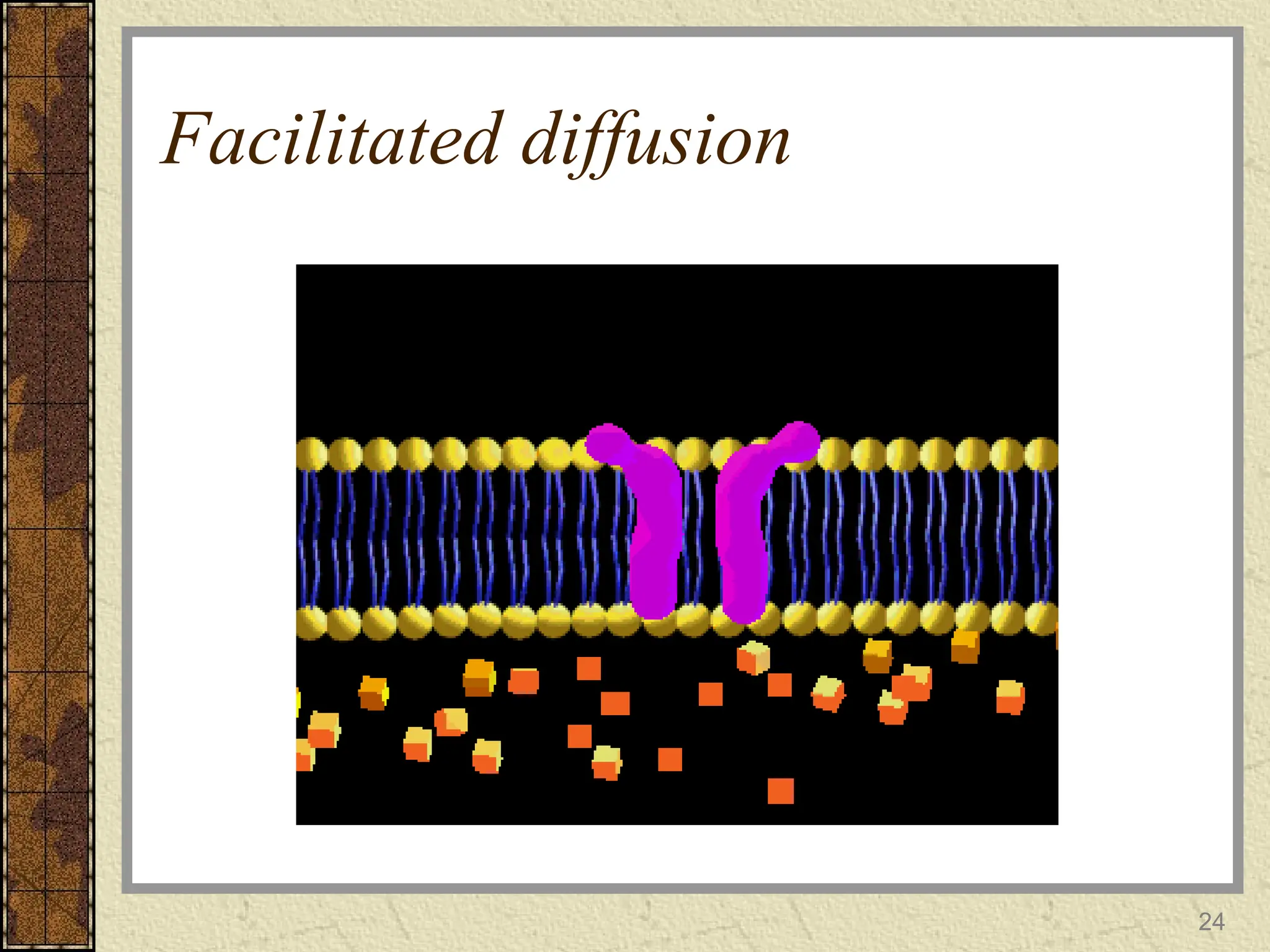 Facilitated diffusion
24
 