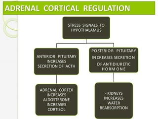 ADRENAL CORTICAL REGULATION
STRESS SIGNALS TO
HYPOTHALAMUS
ANTERIOR PITUITARY
INCREASES
SECRETION OF ACTH
ADRENAL CORTEX
INCREASES
ALDOSTERONE
INCREASES
CORTISOL
POSTERIOR PITUITARY
IN CREASES SECRETION
OF AN TIDIURETIC
HORM ON E
- KIDNEYS
INCREASES
WATER
REABSORPTION
 