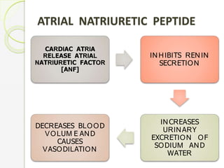 ATRIAL NATRIURETIC PEPTIDE
CARDIAC ATRIA
RELEASE ATRIAL
NATRIURETIC FACTOR
[ANF]
INHIBITS RENIN
SECRETION
INCREASES
URINARY
EXCRETION OF
SODIUM AND
WATER
DECREASES BLOOD
VOLUM E AND
CAUSES
VASODILATION
 