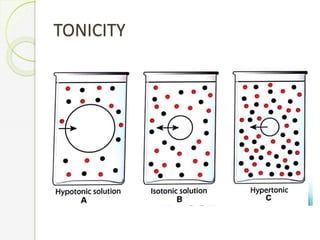 TONICITY
 