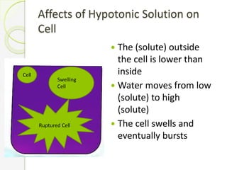 Affects of Hypotonic Solution on
Cell
 The (solute) outside
the cell is lower than
inside
 Water moves from low
(solute) to high
(solute)
 The cell swells and
eventually bursts
Cell
Swelling
Cell
Ruptured Cell
 
