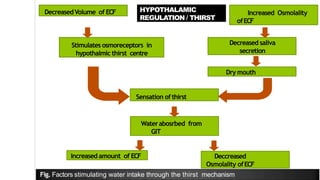 DecreasedVolume of ECF Increased Osmolality
ofECF
Stimulates osmoreceptors in
hypothalmic thirst centre
Decreased saliva
secretion
Dry mouth
Sensation ofthirst
Waterabosrbed from
GIT
Increased amount of ECF Deccreased
Osmolality ofECF
Fig. Factors stimulating water intake through the thirst mechanism
HYPOTHALAMIC
REGULATION / THIRST
 
