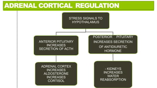 ADRENAL CORTICAL REGULATION
STRESS SIGNALS TO
HYPOTHALAMUS
ANTERIOR PITUITARY
INCREASES
SECRETION OF ACTH
ADRENAL CORTEX
INCREASES
ALDOSTERONE
INCREASES
CORTISOL
POSTERIOR PITUITARY
INCREASES SECRETION
OF ANTIDIURETIC
HORMONE
- KIDNEYS
INCREASES
WATER
REABSORPTION
 