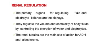 RENAL REGULATION
The primary organs for regulating fluid and
electrolyte balance are the kidneys.
They regulate the volume and osmolality of body fluids
by controlling the excretion of water and electrolytes.
The renal tubules are the main site of action for ADH
and aldosterone.
 