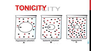 TONICITY
 