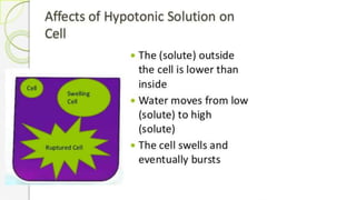 AFFECTS OF
HYPOTONIC
SOLUTIONON
CELL
Cell
Cell
Ruptured Cell
 