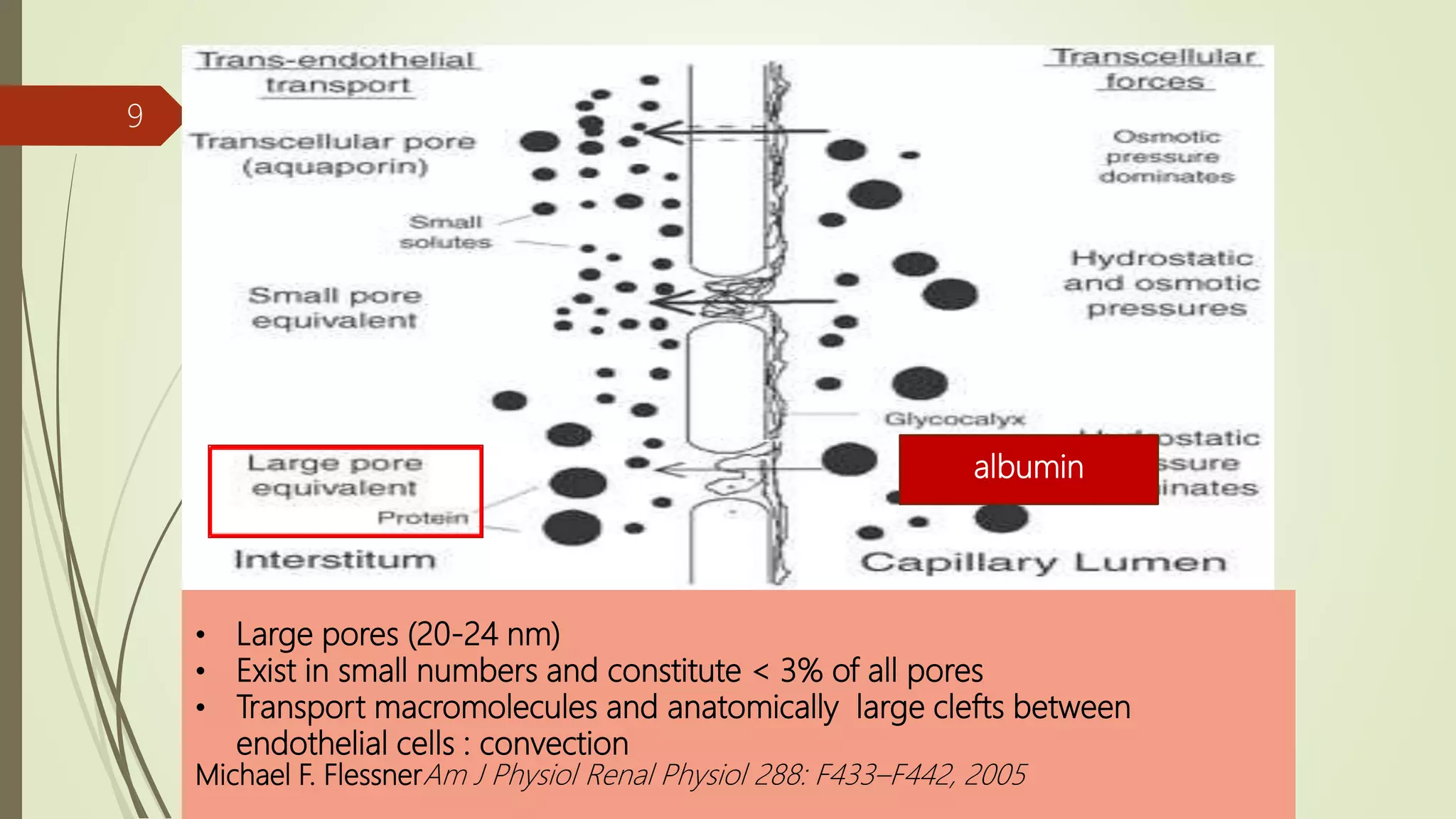 • Large pores (20-24 nm)
• Exist in small numbers and constitute < 3% of all pores
• Transport macromolecules and anatomically large clefts between
endothelial cells : convection
Michael F. FlessnerAm J Physiol Renal Physiol 288: F433–F442, 2005
albumin
9
 