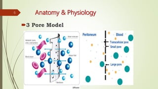 Anatomy & Physiology
3 Pore Model
6
 
