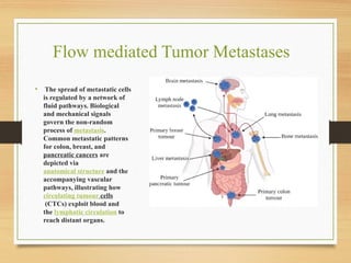 Flow mediated Tumor Metastases
• The spread of metastatic cells
is regulated by a network of
fluid pathways. Biological
and mechanical signals
govern the non-random
process of metastasis.
Common metastatic patterns
for colon, breast, and
pancreatic cancers are
depicted via
anatomical structure and the
accompanying vascular
pathways, illustrating how
circulating tumour cells
(CTCs) exploit blood and
the lymphatic circulation to
reach distant organs.
 
