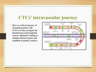 CTCs' intravascular journey
• Here we will see journey of
circulating tumor cells
(CTCs) as they navigate the
bloodstream and lymphatic
system, ultimately aiming to
colonize distant organs and
establish secondary tumors.
 