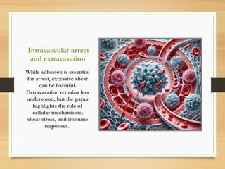 Intravascular arrest
and extravasation
While adhesion is essential
for arrest, excessive shear
can be harmful.
Extravasation remains less
understood, but the paper
highlights the role of
cellular mechanisms,
shear stress, and immune
responses.
 
