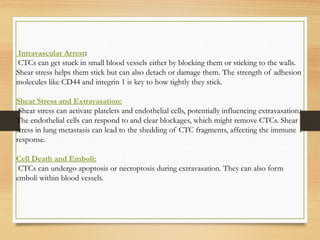 Intravascular Arrest:
CTCs can get stuck in small blood vessels either by blocking them or sticking to the walls.
Shear stress helps them stick but can also detach or damage them. The strength of adhesion
molecules like CD44 and integrin 1 is key to how tightly they stick.
Shear Stress and Extravasation:
Shear stress can activate platelets and endothelial cells, potentially influencing extravasation.
The endothelial cells can respond to and clear blockages, which might remove CTCs. Shear
stress in lung metastasis can lead to the shedding of CTC fragments, affecting the immune
response.
Cell Death and Emboli:
CTCs can undergo apoptosis or necroptosis during extravasation. They can also form
emboli within blood vessels.
 