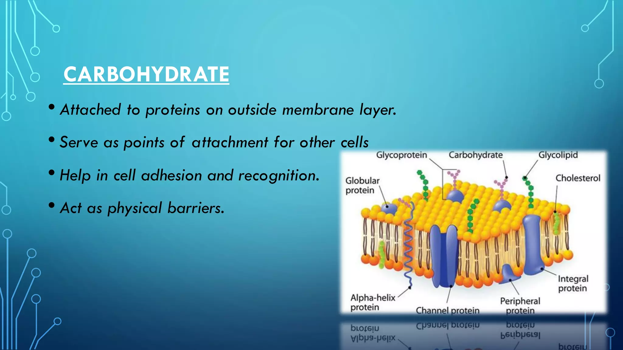 CARBOHYDRATE
• Attached to proteins on outside membrane layer.
• Serve as points of attachment for other cells
• Help in cell adhesion and recognition.
• Act as physical barriers.
 