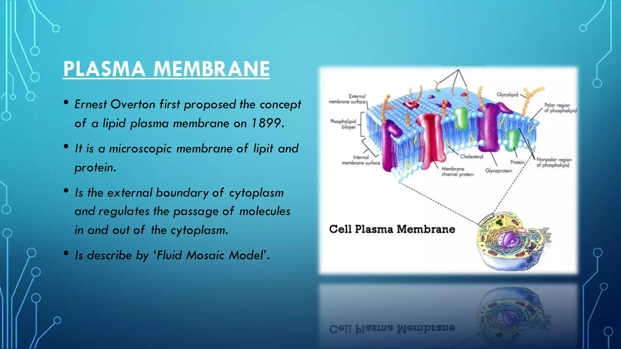 PLASMA MEMBRANE
• Ernest Overton first proposed the concept
of a lipid plasma membrane on 1899.
• It is a microscopic membrane of lipit and
protein.
• Is the external boundary of cytoplasm
and regulates the passage of molecules
in and out of the cytoplasm.
• Is describe by ‘Fluid Mosaic Model’.
 