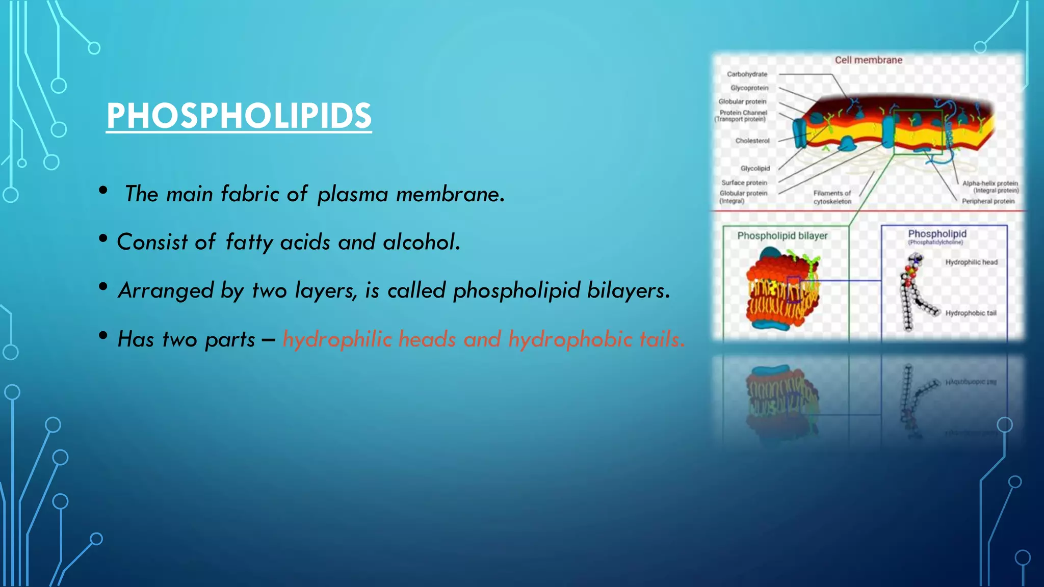 PHOSPHOLIPIDS
• The main fabric of plasma membrane.
• Consist of fatty acids and alcohol.
• Arranged by two layers, is called phospholipid bilayers.
• Has two parts – hydrophilic heads and hydrophobic tails.
 