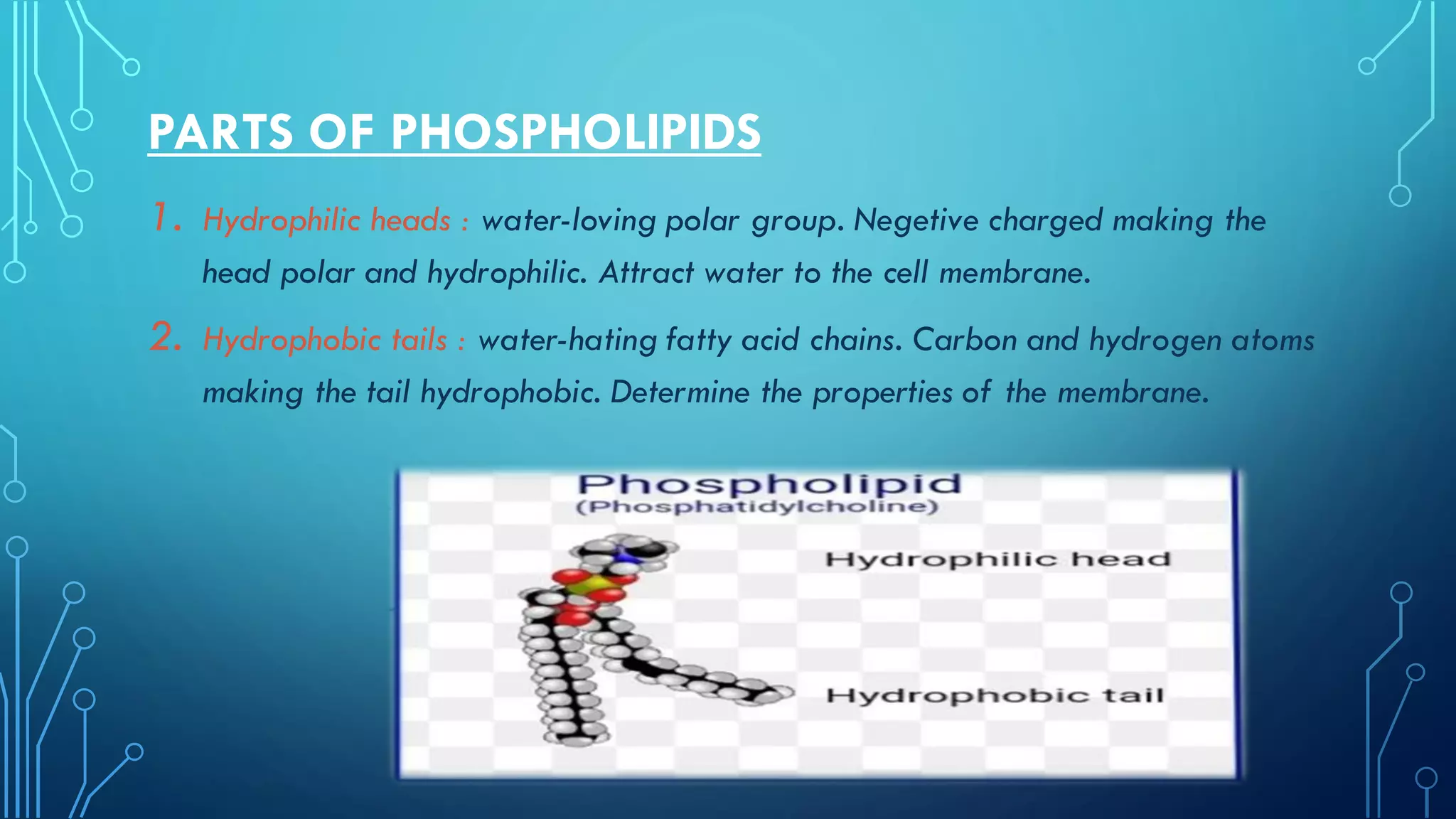 PARTS OF PHOSPHOLIPIDS
1. Hydrophilic heads : water-loving polar group. Negetive charged making the
head polar and hydrophilic. Attract water to the cell membrane.
2. Hydrophobic tails : water-hating fatty acid chains. Carbon and hydrogen atoms
making the tail hydrophobic. Determine the properties of the membrane.
 