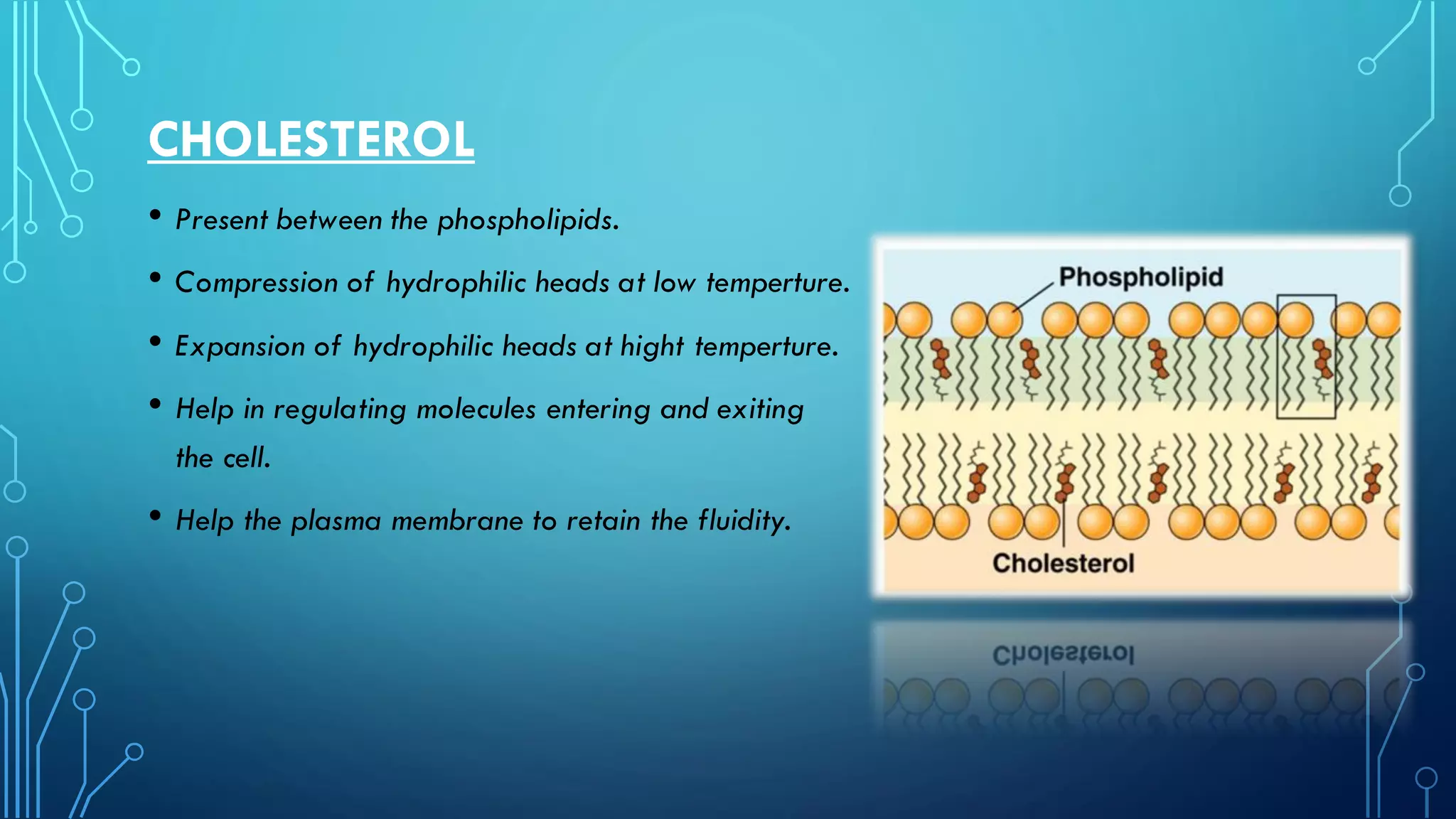 CHOLESTEROL
• Present between the phospholipids.
• Compression of hydrophilic heads at low temperture. ature.
• Expansion of hydrophilic heads at hight temperture. ature.
• Help in regulating molecules entering and exiting the
the cell.
• Help the plasma membrane to retain the fluidity.
 