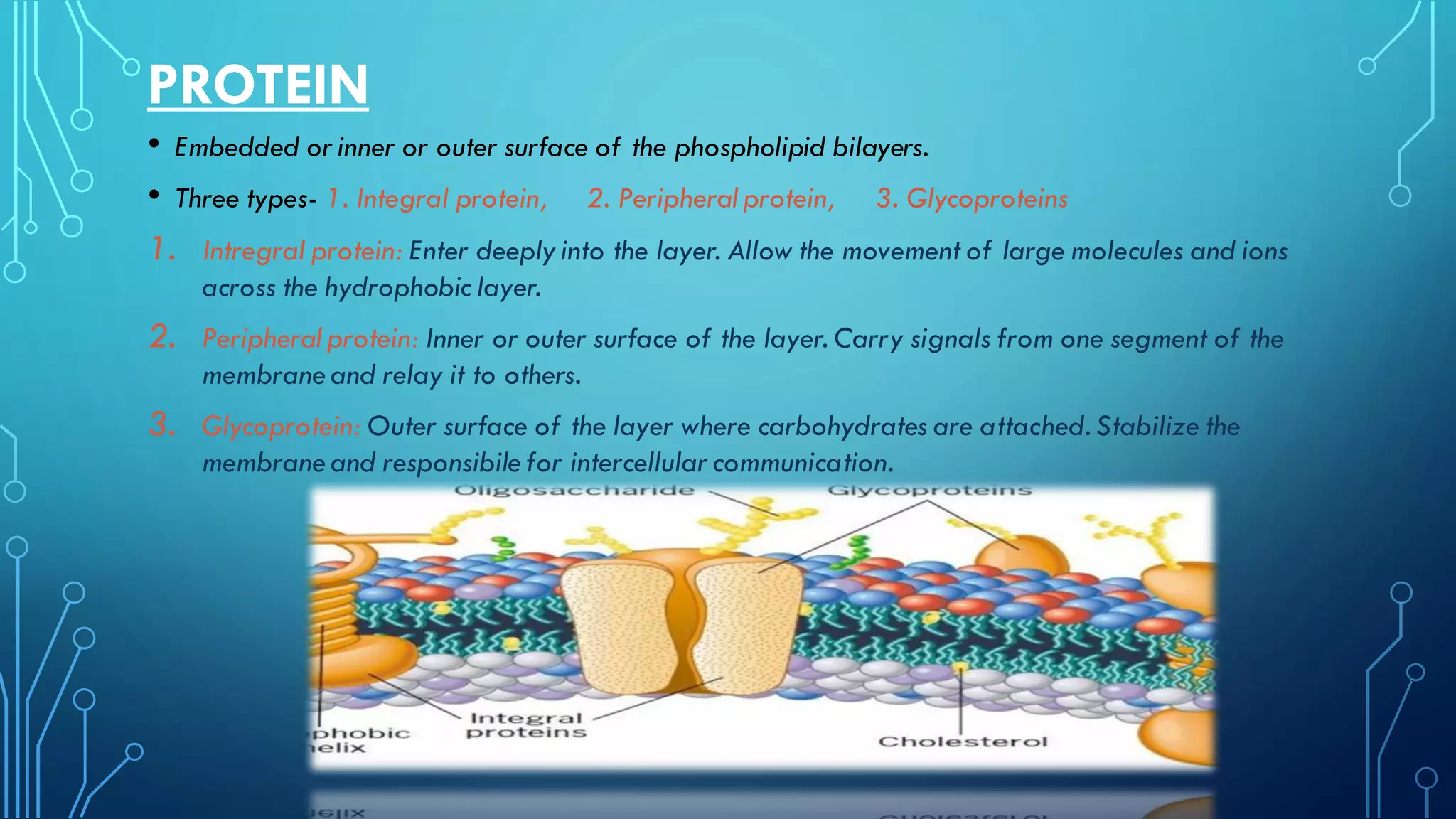 PROTEIN
• Embedded orinner or outer surface of the phospholipid bilayers.
• Three types- 1. Integral protein, 2. Peripheral protein, 3. Glycoproteins
1. Intregral protein: Enter deeply into the layer. Allow the movement of large molecules and ions
across the hydrophobic layer.
2. Peripheral protein: Inner or outer surface of the layer. Carry signals from one segment of the
membrane and relay it to others.
3. Glycoprotein: Outer surface of the layer where carbohydrates are attached. Stabilize the
membrane and responsibile for intercellularcommunication.
 