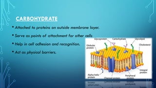 CARBOHYDRATE
• Attached to proteins on outside membrane layer.
• Serve as points of attachment for other cells
• Help in cell adhesion and recognition.
• Act as physical barriers.
 