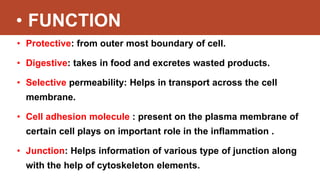 • FUNCTION
• Protective: from outer most boundary of cell.
• Digestive: takes in food and excretes wasted products.
• Selective permeability: Helps in transport across the cell
membrane.
• Cell adhesion molecule : present on the plasma membrane of
certain cell plays on important role in the inflammation .
• Junction: Helps information of various type of junction along
with the help of cytoskeleton elements.
 