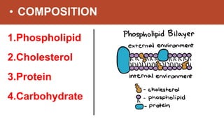 • COMPOSITION
1.Phospholipid
2.Cholesterol
3.Protein
4.Carbohydrate
 