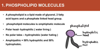 1. PHOSPHOLIPID MOLECULES
• A phospholipid is a lipid made of glycerol, 2 fatty
acid layers and a phosphate linked head group.
• phospholipid molecules is omphiphatic molecule
• Polar head- hydrophilic ( water living )
• No polar tales – hydrophobic (water hating )
• Amphipathic = 50% hydrophilic and 50%
hydrophobic.
 