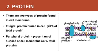 2. PROTEIN
• There are two types of protein found
in cell membrane.
• Integral protein buried in cell (70% of
total protein)
• Peripheral protein - present on of
surface of cell membrane (30% total
protein)
 