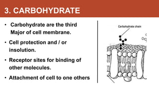3. CARBOHYDRATE
• Carbohydrate are the third
Major of cell membrane.
• Cell protection and / or
insolution.
• Receptor sites for binding of
other molecules.
• Attachment of cell to one others
 