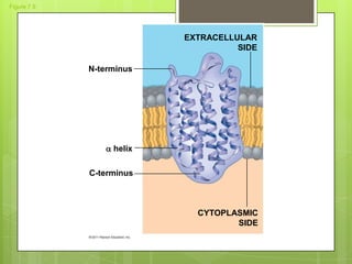 Figure 7.9
N-terminus
 helix
C-terminus
EXTRACELLULAR
SIDE
CYTOPLASMIC
SIDE
 