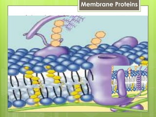 Membrane Proteins
peripheral proteins
loosely bound to surface of
membrane
cell surface identity marker
(antigens)
integral proteins
penetrate lipid bilayer, usually
across whole membrane
transmembrane protein
transport proteins
 channels, permeases (pumps)
 