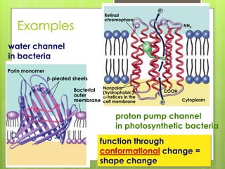 NH2
H+
COOH
Cytoplasm
Retinal
chromophore
Nonpolar
(hydrophobic)
-helices in the
cell membrane H+
Porin monomer
b-pleated sheets
Bacterial
outer
membrane
proton pump channel
in photosynthetic bacteria
water channel
in bacteria
function through
conformational change =
shape change
Examples
 