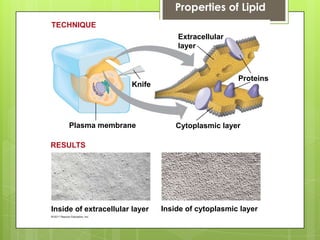 Knife
Plasma membrane Cytoplasmic layer
Proteins
Extracellular
layer
Inside of extracellular layer Inside of cytoplasmic layer
TECHNIQUE
RESULTS
Properties of Lipid
 