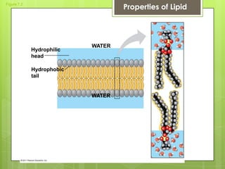 Figure 7.2
Hydrophilic
head
Hydrophobic
tail
WATER
WATER
Properties of Lipid
 